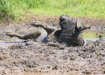 buffalo bathing in mud