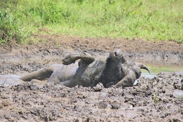 buffalo bathing in mud