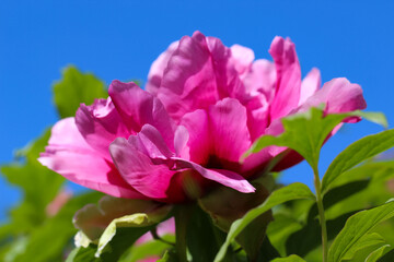 Macro photography of pink paeonia (Arboretum) with selective focus against a sky background for banner