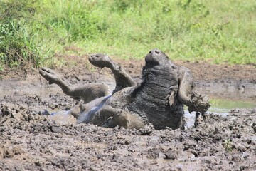 buffalo bathing in mud