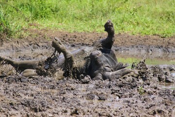 Fototapeta na wymiar buffalo bathing in mud