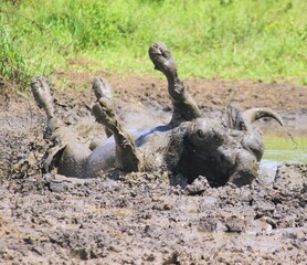 buffalo bathing in mud