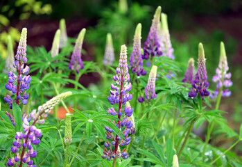 Cornflower blue with pink lupines flowers with water drops on leaves on bright summer day outdoors on blur herbal background