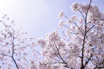 桜の花　春イメージ