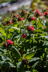 Red lungwort (Pulmonaria rubra) in springtime