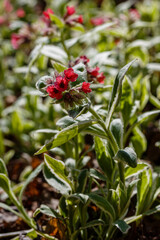 Pulmonaria rubra sort 'David Ward'. Unique red flowers lungwort in spring garden
