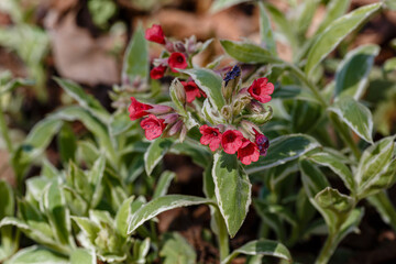 Pulmonaria rubra sort 'David Ward'. Unique red flowers lungwort in spring garden