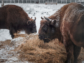 Bison in the open-air cage of Belovezhskaya Pushcha in winter