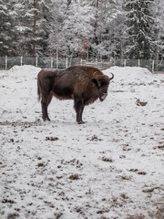 Bison in the open-air cage of Belovezhskaya Pushcha in winter