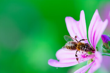 bee on flower