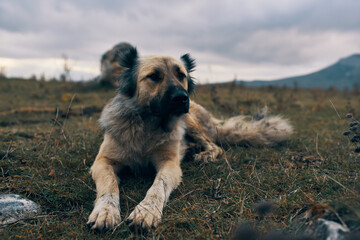 dog in the mountains outdoors lies on the grass travel landscape