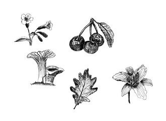 Botanical sketch. Black and white linear drawings of objects of nature.