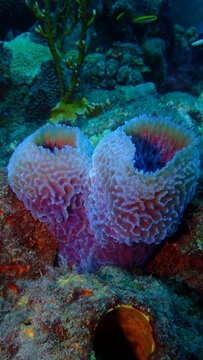Azure vase sponges 