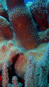 Pillar coral