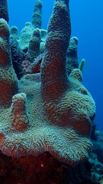 Pillar coral