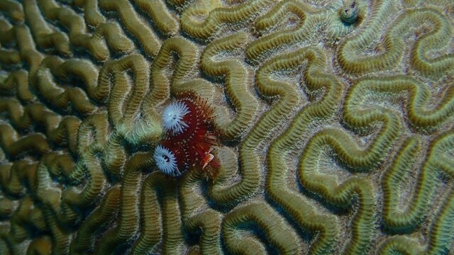 Christmas tree worms on brain coral