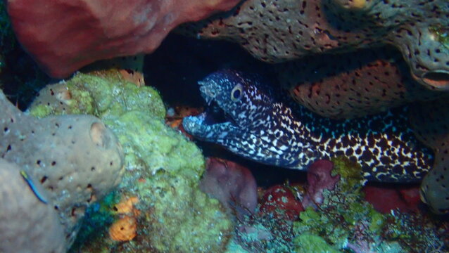 Eel 