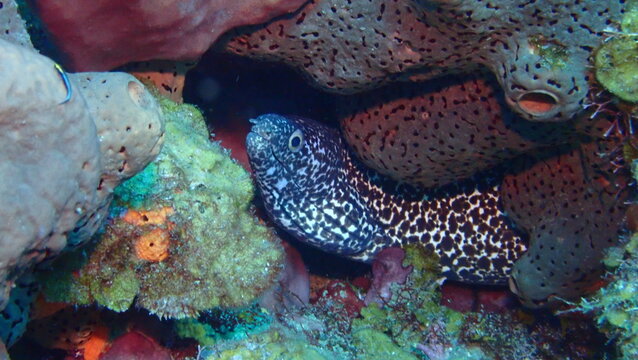 Eel in reef