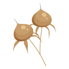 朝顔の種のイラスト