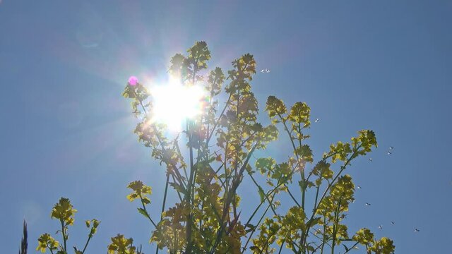 View at yellow oildseed blossom and a swarm of mosquitos against the blue sky with sunlight beams.