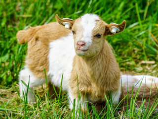 Naklejka na ściany i meble lovely smiling spotted young goat baby in a green meadow