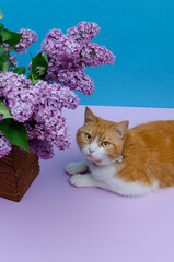 Ginger and white domestic cat is lying next to a lilac bouquet.