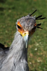 Close-up of the head of a secretary bird.
