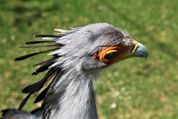 Close-up of the head of a secretary bird.