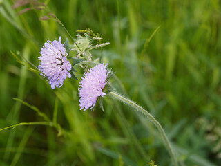 Scabiosa columbaria | Scabieuses colombaires bleu clair à rose violacé pastel sur tiges poilues, érigées, rameuses au feuillage divisé et lobé vert moyen