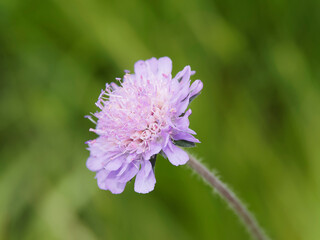 Scabieuse colombaire ou Scabiosa columbaria à corolles bleu violacé à lilas pastel au sommet d'une tige
