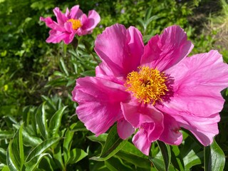 Obraz premium Chinese herbaceous peony (Paeonia lactiflora), Common garden peony, Milchweisse Pfingstrose, Chinesische Pfingstrose oder Edel-Pfingstrose (The Botanical Garden of University of Zurich, Switzerland)