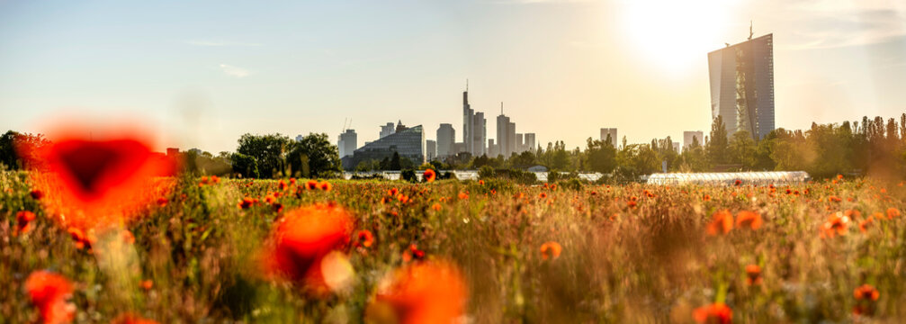 Skyline von Frankfurt am Main mit Mohnblumenfeld vom Stadtteil Oberrad aus fotografiert
