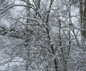 Fototapeta na wymiar Fresh, White Snow, on Leafless Tree Branches in a Rural Area, During Wintertime, Snowfall