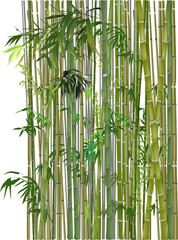 green and brown bamboo plants on white