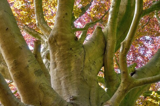 Trunk and branches of a mighty copper beech (Fagus sylvatica)