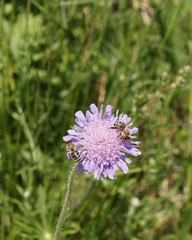 (Scabiosa columbaria) Scabieuse colombaire à corolles bleu violacée au nectar attirant des abeilles