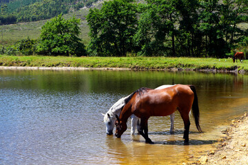 Two Arabian horses standing next to a dam