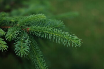Christmas fir tree branches Background. Christmas pine tree wallpaper
