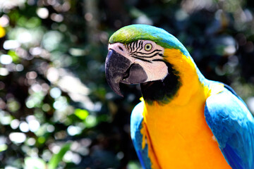 A close-up of a colorful parrot.