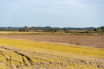 Fototapeta na wymiar newly harvested rice plantation