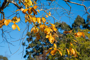 Yellow deciduous leaves in autumn season