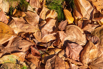 Yellow deciduous leaves in autumn season