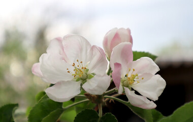 Apple tree flowers. Blooming spring garden. Natural background.