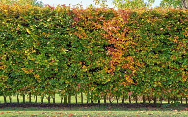 Hornbeam hedge (carpinus betulus)
