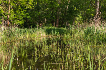 Pond in the floodplain forest. Reeds grow in the pond.