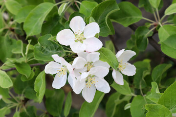 Apple tree flowers. Blooming spring garden. Natural background.