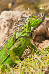 side view, close up of a green iguana tensely watching me at a tropical lake shore