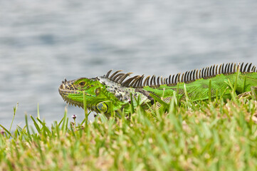 side view, close up of a green iguana tensely watching me at a tropical lake shore