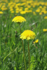 Yellow flowers dandelions in the meadow. Natural floral background.