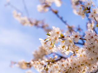 桜